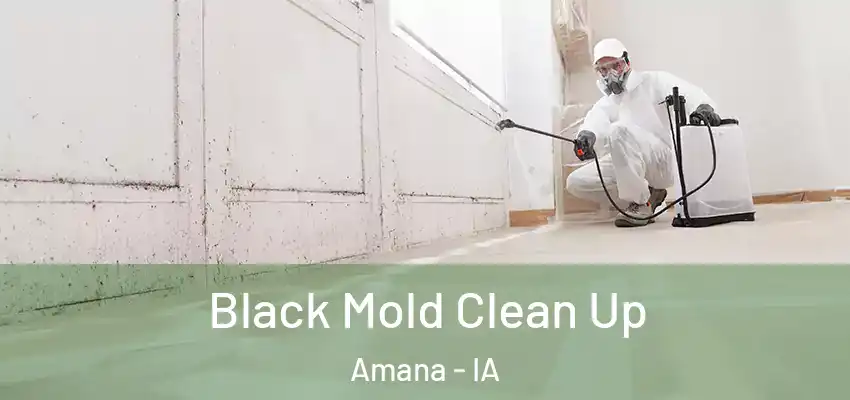 Black Mold Clean Up Amana - IA