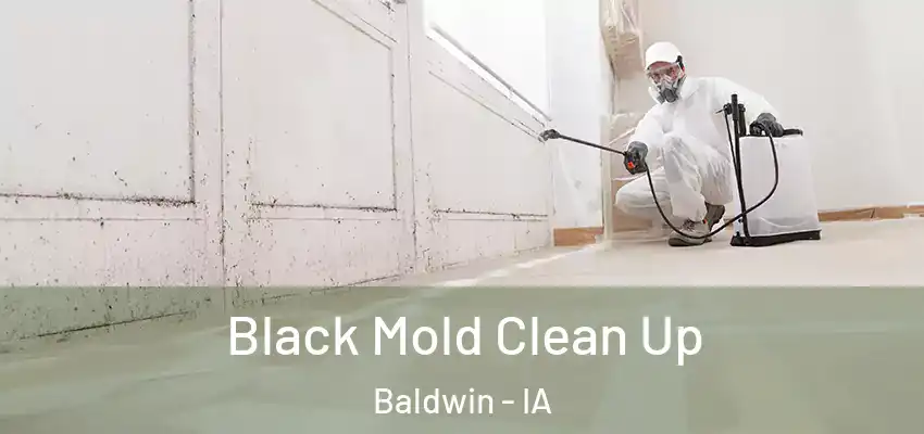  Black Mold Clean Up Baldwin - IA