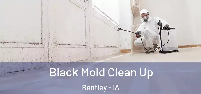  Black Mold Clean Up Bentley - IA