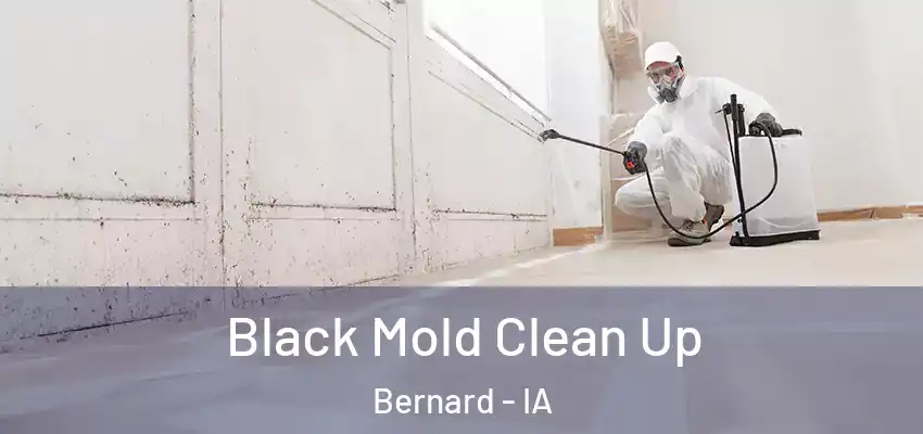  Black Mold Clean Up Bernard - IA
