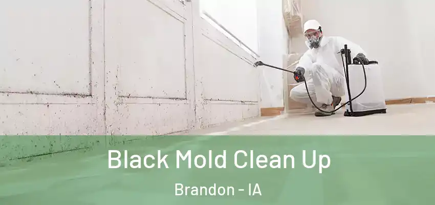  Black Mold Clean Up Brandon - IA