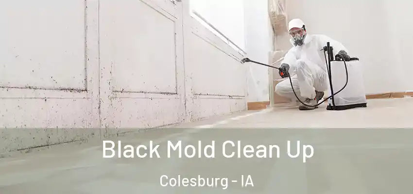  Black Mold Clean Up Colesburg - IA
