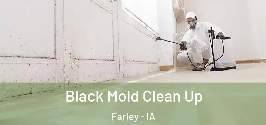  Black Mold Clean Up Farley - IA
