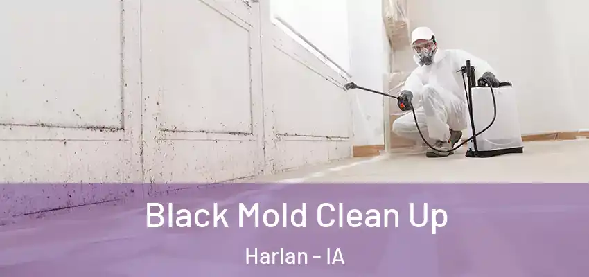  Black Mold Clean Up Harlan - IA
