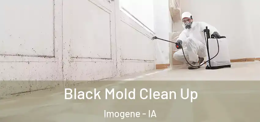  Black Mold Clean Up Imogene - IA