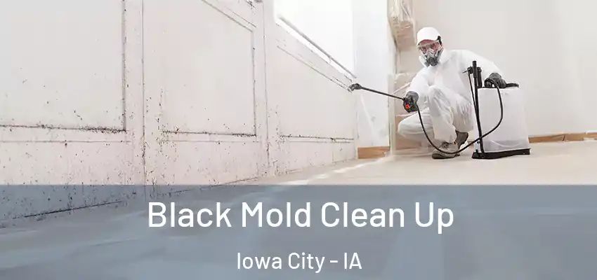 Black Mold Clean Up Iowa City - IA
