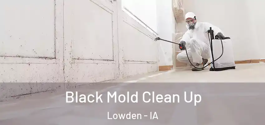 Black Mold Clean Up Lowden - IA