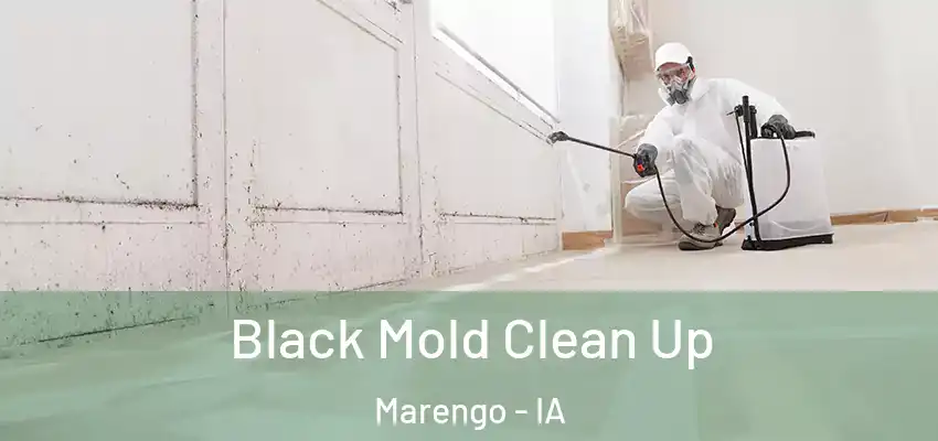 Black Mold Clean Up Marengo - IA