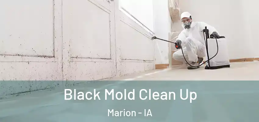  Black Mold Clean Up Marion - IA