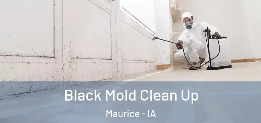  Black Mold Clean Up Maurice - IA