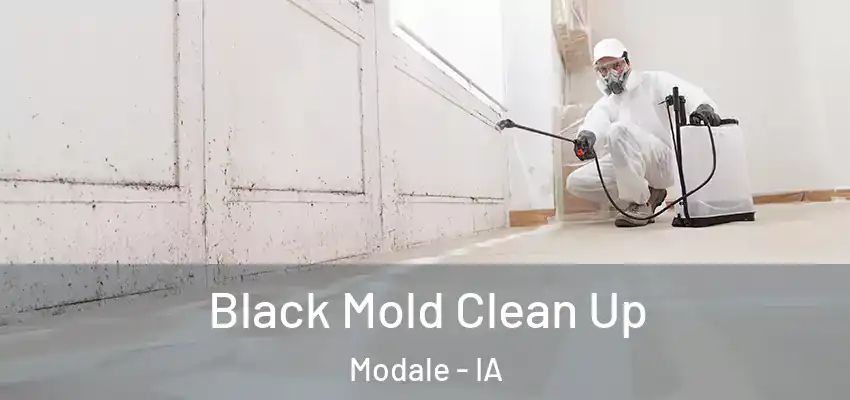 Black Mold Clean Up Modale - IA