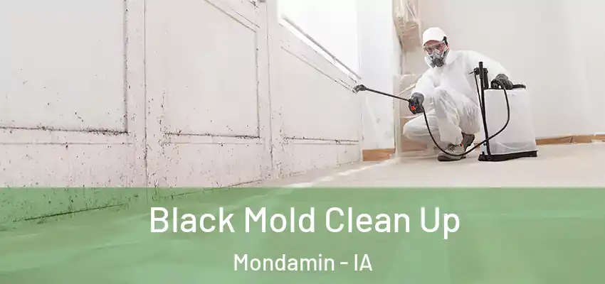 Black Mold Clean Up Mondamin - IA