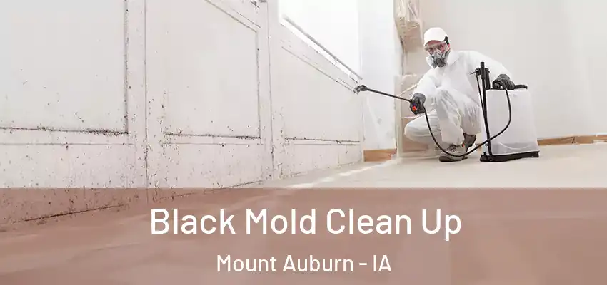  Black Mold Clean Up Mount Auburn - IA