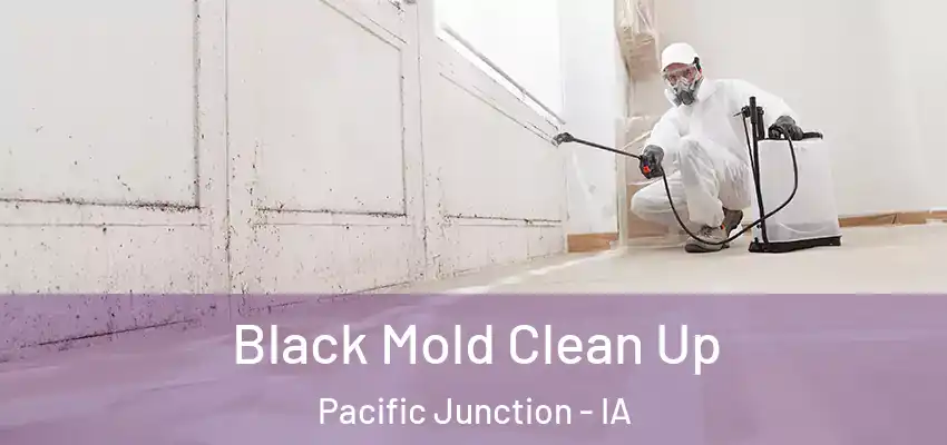 Black Mold Clean Up Pacific Junction - IA