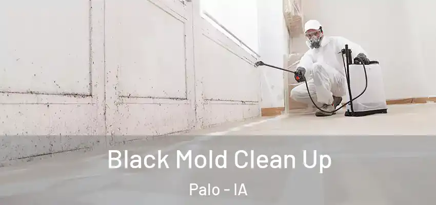 Black Mold Clean Up Palo - IA