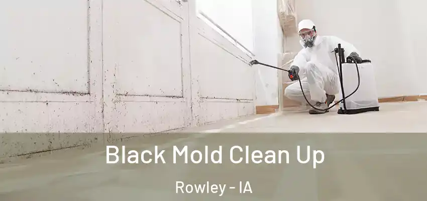  Black Mold Clean Up Rowley - IA