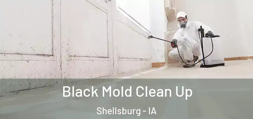  Black Mold Clean Up Shellsburg - IA