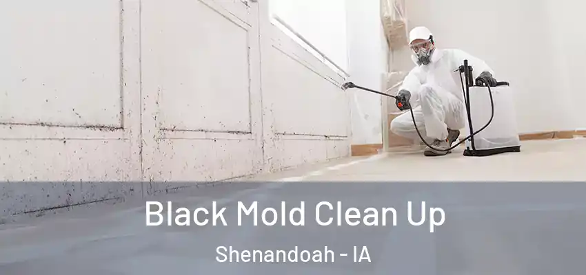  Black Mold Clean Up Shenandoah - IA