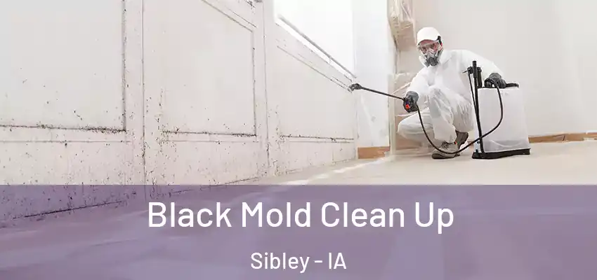  Black Mold Clean Up Sibley - IA