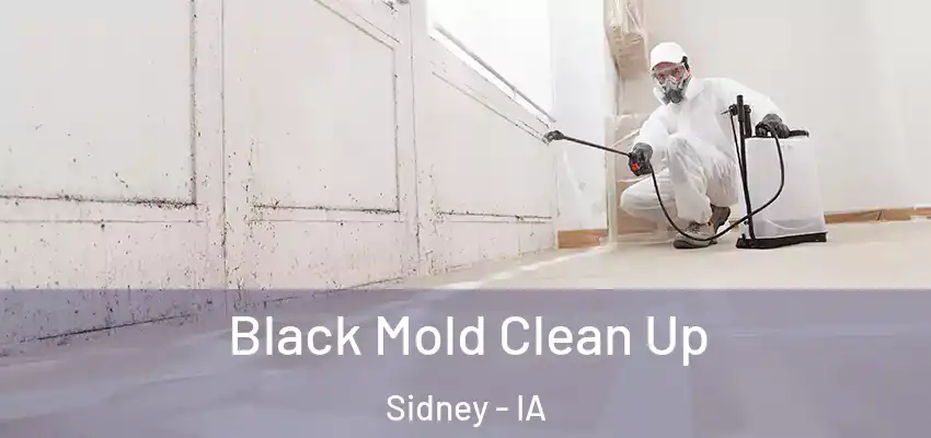 Black Mold Clean Up Sidney - IA