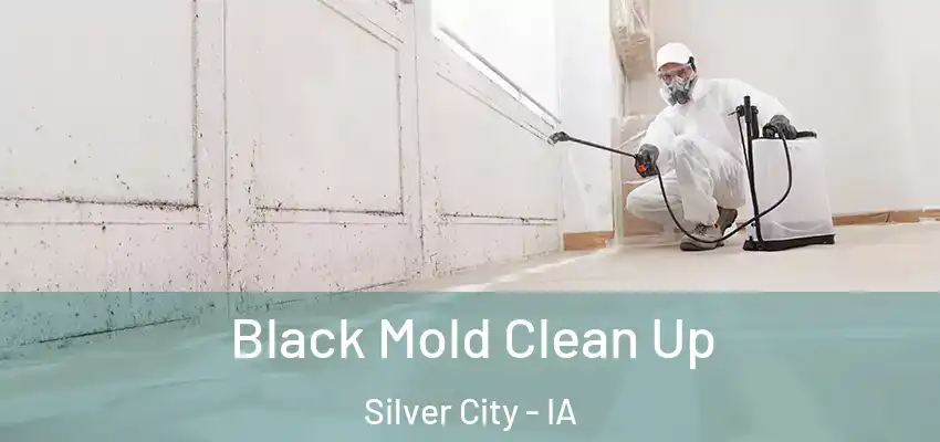  Black Mold Clean Up Silver City - IA