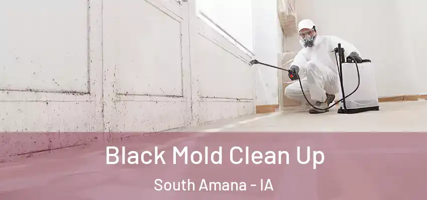 Black Mold Clean Up South Amana - IA