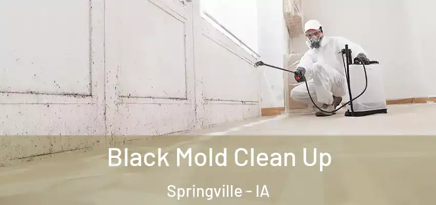  Black Mold Clean Up Springville - IA