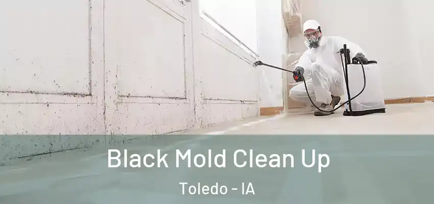  Black Mold Clean Up Toledo - IA