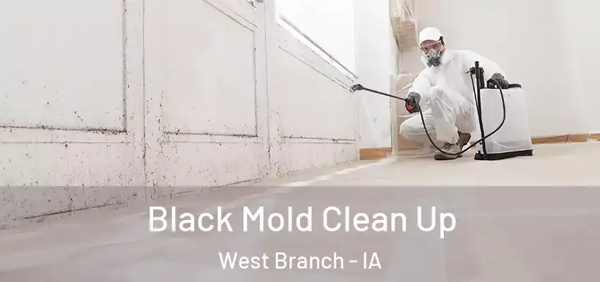 Black Mold Clean Up West Branch - IA