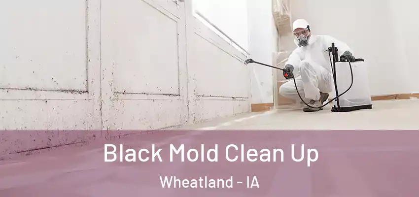 Black Mold Clean Up Wheatland - IA