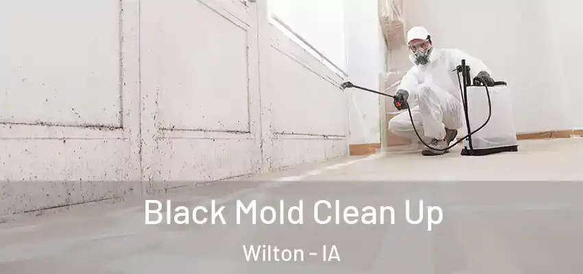  Black Mold Clean Up Wilton - IA