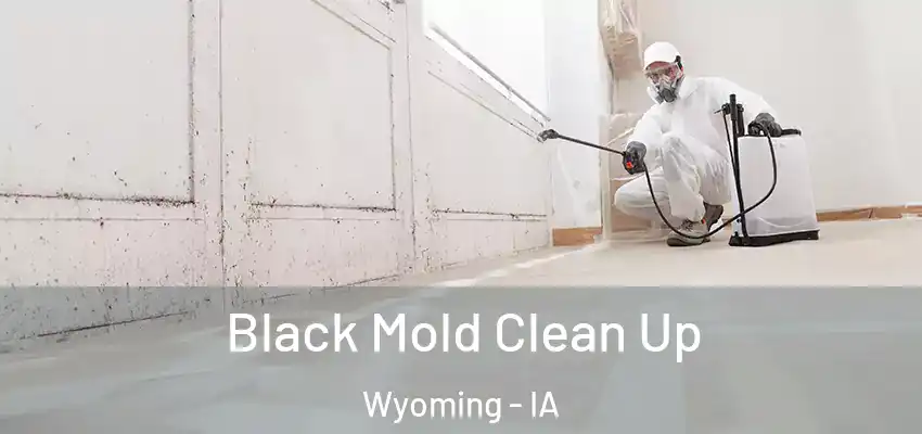 Black Mold Clean Up Wyoming - IA
