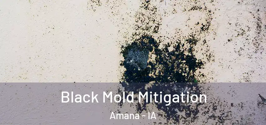 Black Mold Mitigation Amana - IA