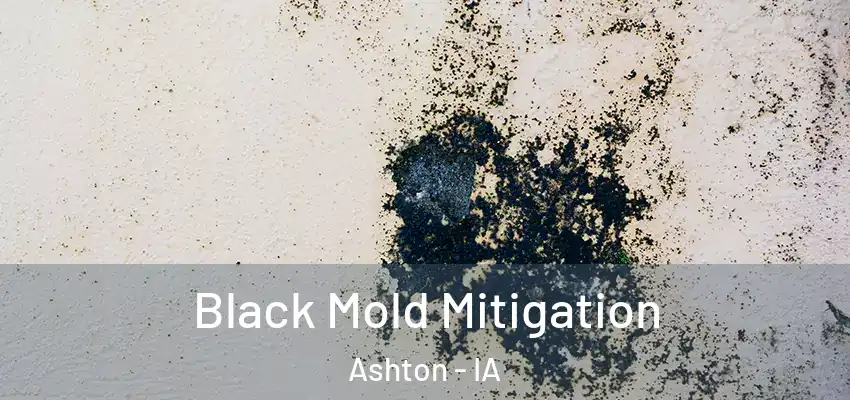  Black Mold Mitigation Ashton - IA