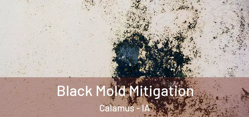  Black Mold Mitigation Calamus - IA