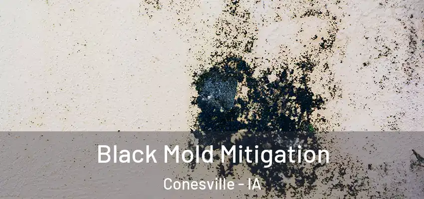  Black Mold Mitigation Conesville - IA