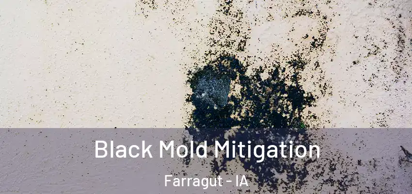Black Mold Mitigation Farragut - IA