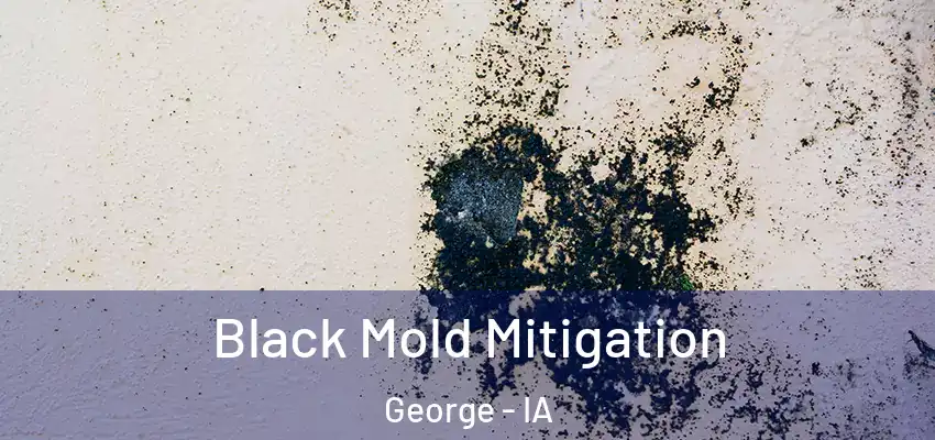 Black Mold Mitigation George - IA
