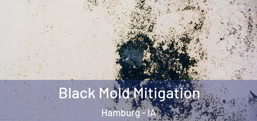 Black Mold Mitigation Hamburg - IA