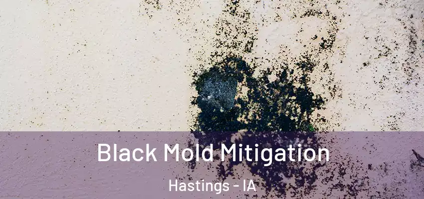  Black Mold Mitigation Hastings - IA
