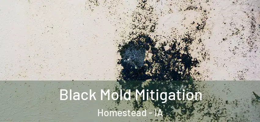  Black Mold Mitigation Homestead - IA