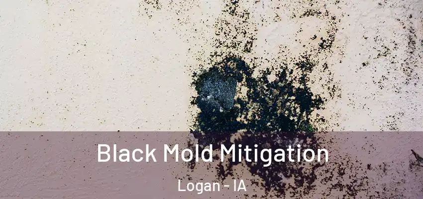  Black Mold Mitigation Logan - IA