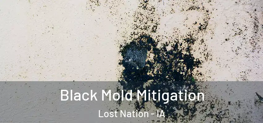  Black Mold Mitigation Lost Nation - IA