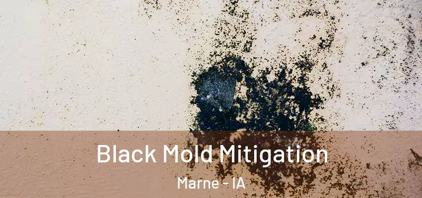 Black Mold Mitigation Marne - IA