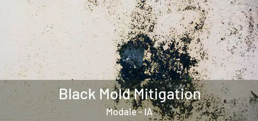 Black Mold Mitigation Modale - IA