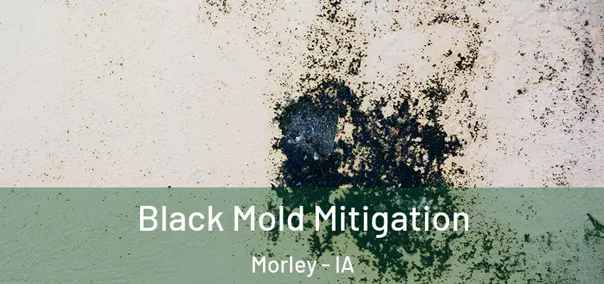 Black Mold Mitigation Morley - IA