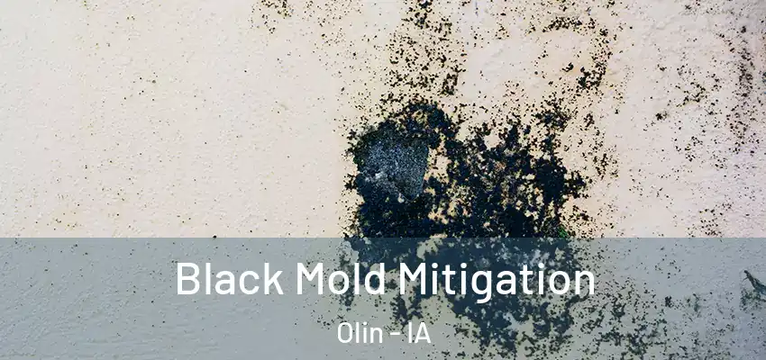 Black Mold Mitigation Olin - IA