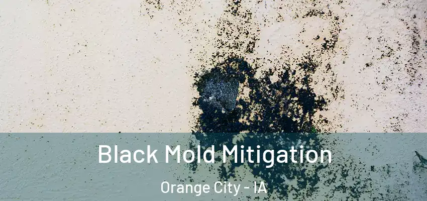  Black Mold Mitigation Orange City - IA