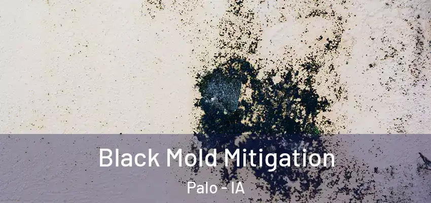 Black Mold Mitigation Palo - IA