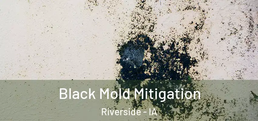 Black Mold Mitigation Riverside - IA